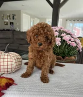 Aurora - Mini, a female Miniature Goldendoodle for sale in Warsaw, NY – 3 of 4