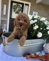 Skye - Mini, a female Miniature Goldendoodle for sale in Warsaw, NY – 2 of 4