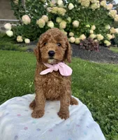 Hazel - Mini, a female Miniature Goldendoodle for sale in Warsaw, NY – 4 of 4