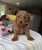 Zander - Mini, a female Miniature Goldendoodle for sale in Warsaw, NY – 3 of 3