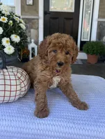 Sophie - Mini, a female Miniature Goldendoodle for sale in Warsaw, NY – 2 of 5