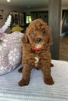 Gage - Mini, a male Miniature Goldendoodle for sale in Warsaw, NY – 3 of 4