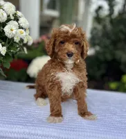 Atlas - Mini, a male Miniature Goldendoodle for sale in Warsaw, NY – 4 of 4