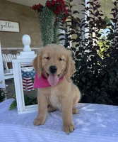 Bella, a female Golden Retriever for sale in Warsaw, NY – 1 of 6