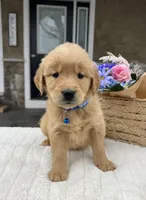 Dash, a male Golden Retriever for sale in Warsaw, NY – Photo 2 of 4