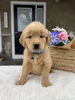 Dash, a male Golden Retriever for sale in Warsaw, NY – Photo 1 of 4