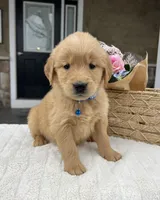 Dash, a male Golden Retriever for sale in Warsaw, NY – Photo 4 of 4