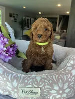 Gemma - Mini, a female Miniature Goldendoodle for sale in Warsaw, NY – 3 of 4