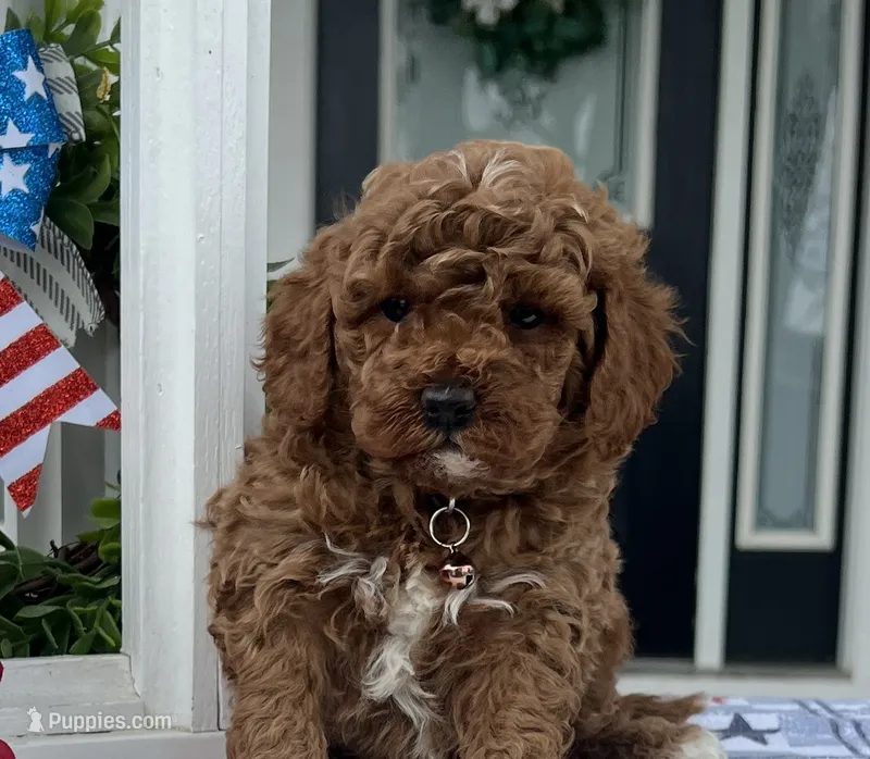 Zack - Mini – Miniature Goldendoodle puppy for sale in Warsaw, NY