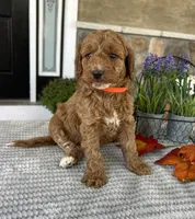 Luna - Medium, a female Goldendoodle for sale in Warsaw, NY – 2 of 3