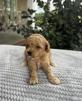 Loki - Mini, a male Miniature Goldendoodle for sale in Warsaw, NY – 2 of 2