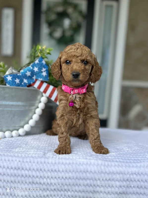 Willow - Medium  – Goldendoodle puppy for sale in Warsaw, NY
