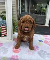Henry - Mini, a male Miniature Goldendoodle for sale in Warsaw, NY – 4 of 4