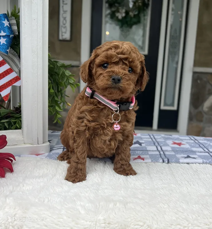 Zoey - Mini – Miniature Goldendoodle puppy for sale in Warsaw, NY