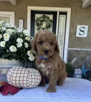 Sully - Mini, a male Miniature Goldendoodle for sale in Warsaw, NY – 3 of 4
