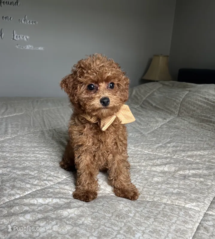 Zadie- Mini – Miniature Goldendoodle puppy for sale in Warsaw, NY