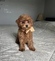 Zadie- Mini, a female Miniature Goldendoodle for sale in Warsaw, NY – 1 of 4