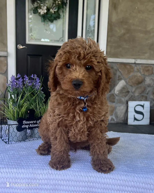 Zander - Mini – Miniature Goldendoodle puppy for sale in Warsaw, NY
