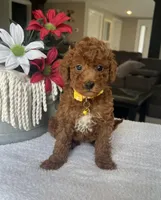 Ruby, a female Miniature Goldendoodle for sale in Warsaw, NY – 1 of 4