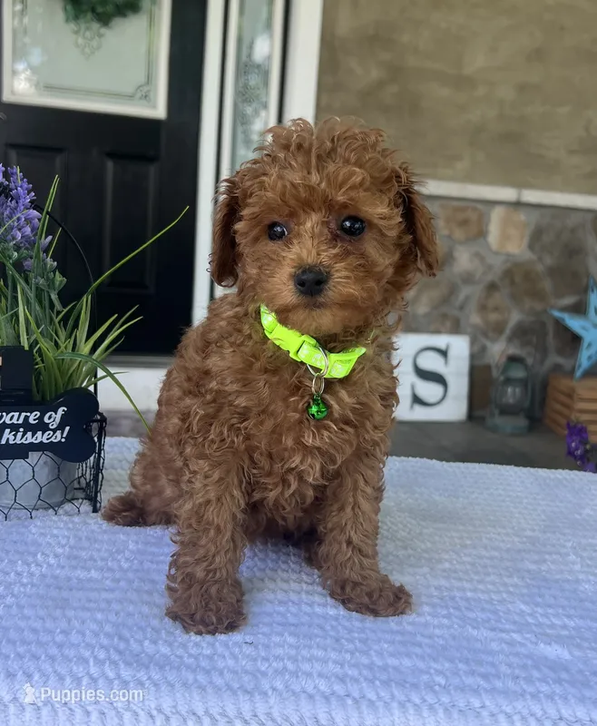 Zadie- Mini – Miniature Goldendoodle puppy for sale in Warsaw, NY