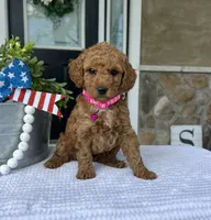 Willow - Medium , a female Goldendoodle for sale in Warsaw, NY – 4 of 4