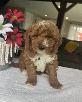 Ripley - Mini, a male Miniature Goldendoodle for sale in Warsaw, NY – 5 of 5