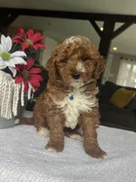 Ripley - Mini, a male Miniature Goldendoodle for sale in Warsaw, NY – 4 of 5
