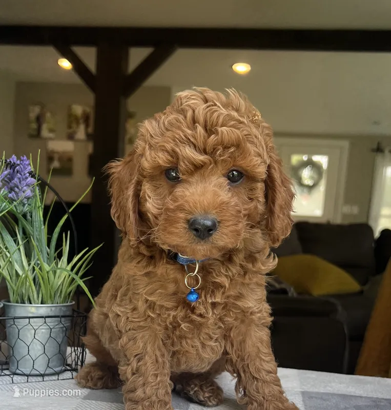 Zander - Mini – Miniature Goldendoodle puppy for sale in Warsaw, NY