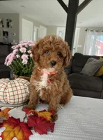 Abbie - Mini, a female Miniature Goldendoodle for sale in Warsaw, NY – 4 of 5