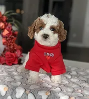 Milo - Mini, a male Miniature Goldendoodle for sale in Warsaw, NY – Photo 3 of 4