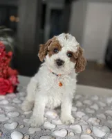 Milo - Mini, a male Miniature Goldendoodle for sale in Warsaw, NY – Photo 4 of 4