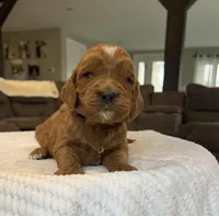 Henry - Medium, a female Goldendoodle for sale in Warsaw, NY – Photo 3 of 3
