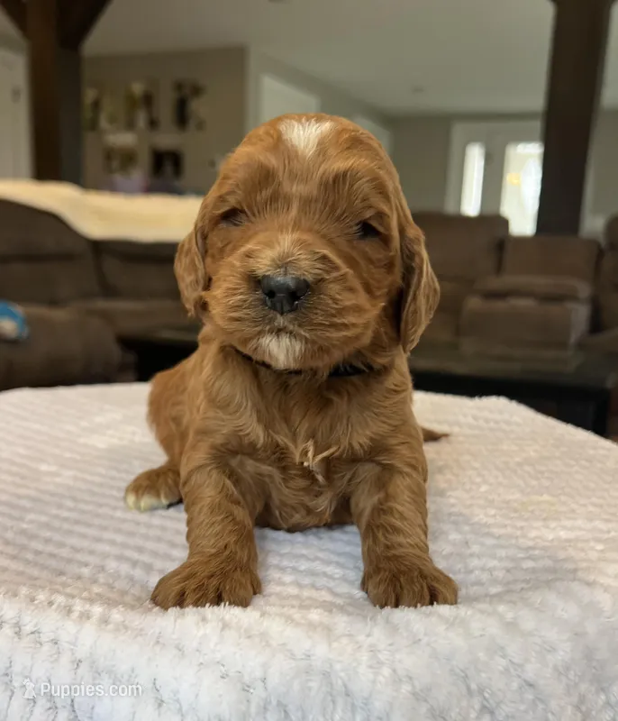 Henry - Medium – Goldendoodle puppy for sale in Warsaw, NY