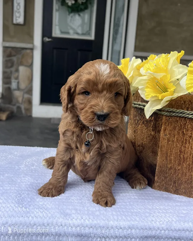 Henry - Medium – Goldendoodle puppy for sale in Warsaw, NY