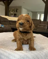 Henry - Medium, a female Goldendoodle for sale in Warsaw, NY – Photo 2 of 3