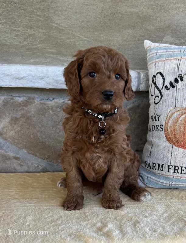 Bentley - Medium – Goldendoodle puppy for sale in Warsaw, NY