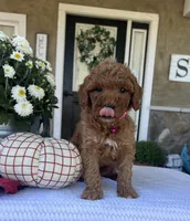 Sadie - Mini, a female Miniature Goldendoodle for sale in Warsaw, NY – 2 of 5