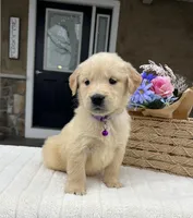 Daisy, a female Golden Retriever for sale in Warsaw, NY – Photo 4 of 4