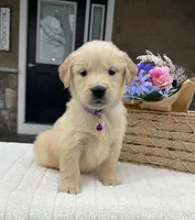 Daisy, a female Golden Retriever for sale in Warsaw, NY – Photo 3 of 4
