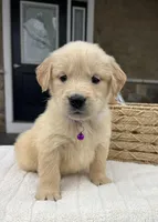 Daisy, a female Golden Retriever for sale in Warsaw, NY – Photo 2 of 4