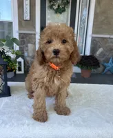 Scarlett - Mini, a female Miniature Goldendoodle for sale in Warsaw, NY – 3 of 4