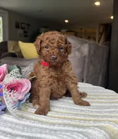 Zayden - Mini, a female Miniature Goldendoodle for sale in Warsaw, NY – 2 of 3