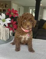 River - Mini, a female Miniature Goldendoodle for sale in Warsaw, NY – 2 of 5