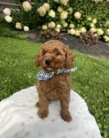 Harper - Mini, a female Miniature Goldendoodle for sale in Warsaw, NY – 4 of 4
