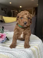 Zuess - Mini, a female Miniature Goldendoodle for sale in Warsaw, NY – 1 of 4