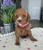 Bailey - Medium, a female Goldendoodle for sale in Warsaw, NY – 2 of 2