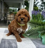 Charlotte - Mini, a female Miniature Goldendoodle for sale in Warsaw, NY – 2 of 3