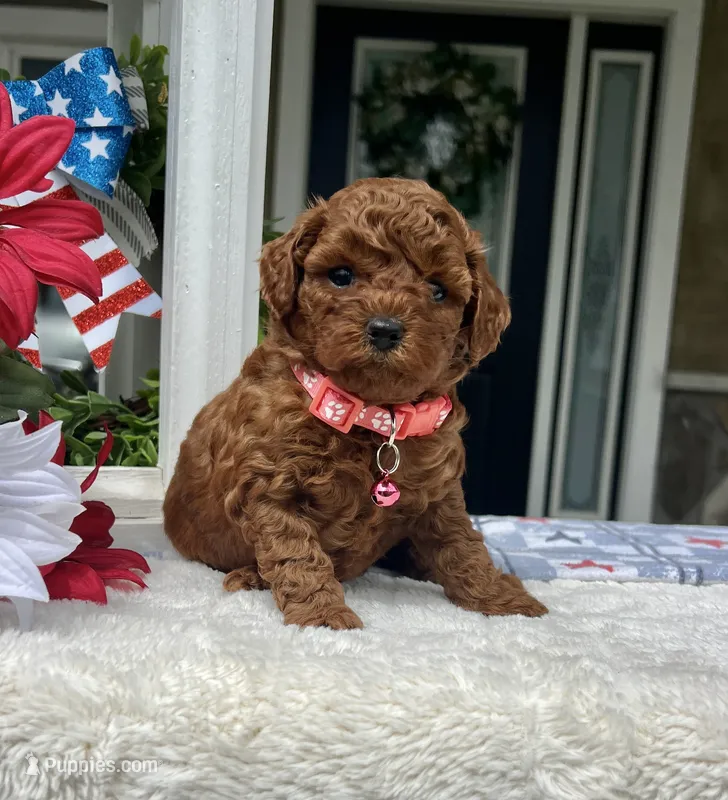 Zion - Mini – Miniature Goldendoodle puppy for sale in Warsaw, NY