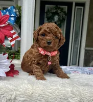 Zion - Mini, a female Miniature Goldendoodle for sale in Warsaw, NY – 1 of 4