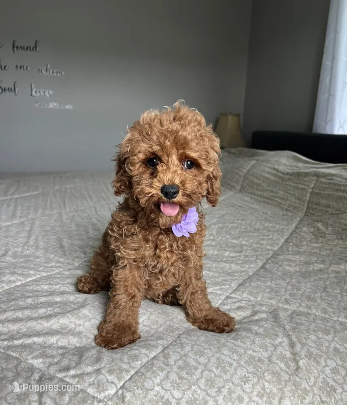 Zara - Mini – Miniature Goldendoodle puppy for sale in Warsaw, NY